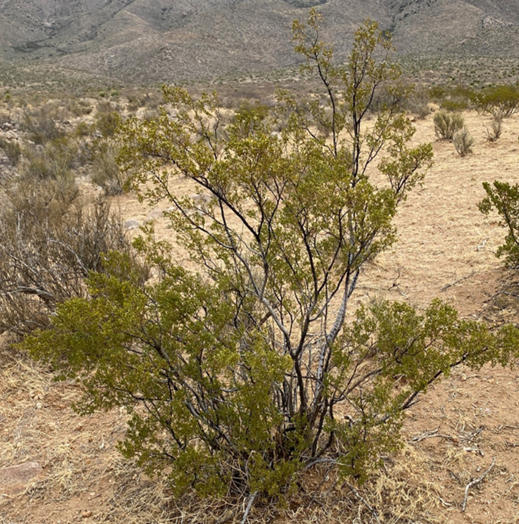 Arizona Desert Rain Creosote Bush Body Oil – 5g Trial Size
