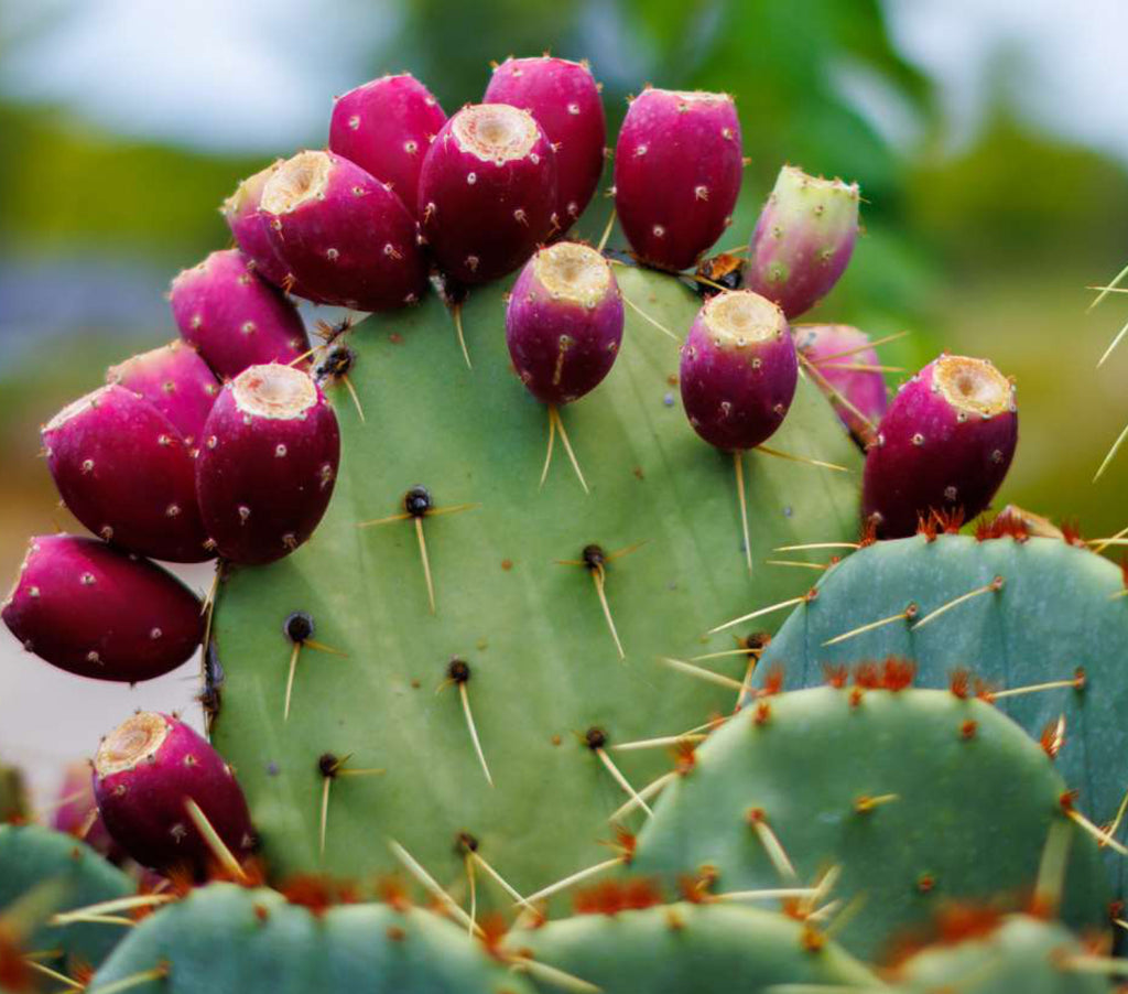 Arizona Desert Rain Creosote Bush Prickly Pear Balm Salve 2oz Tin