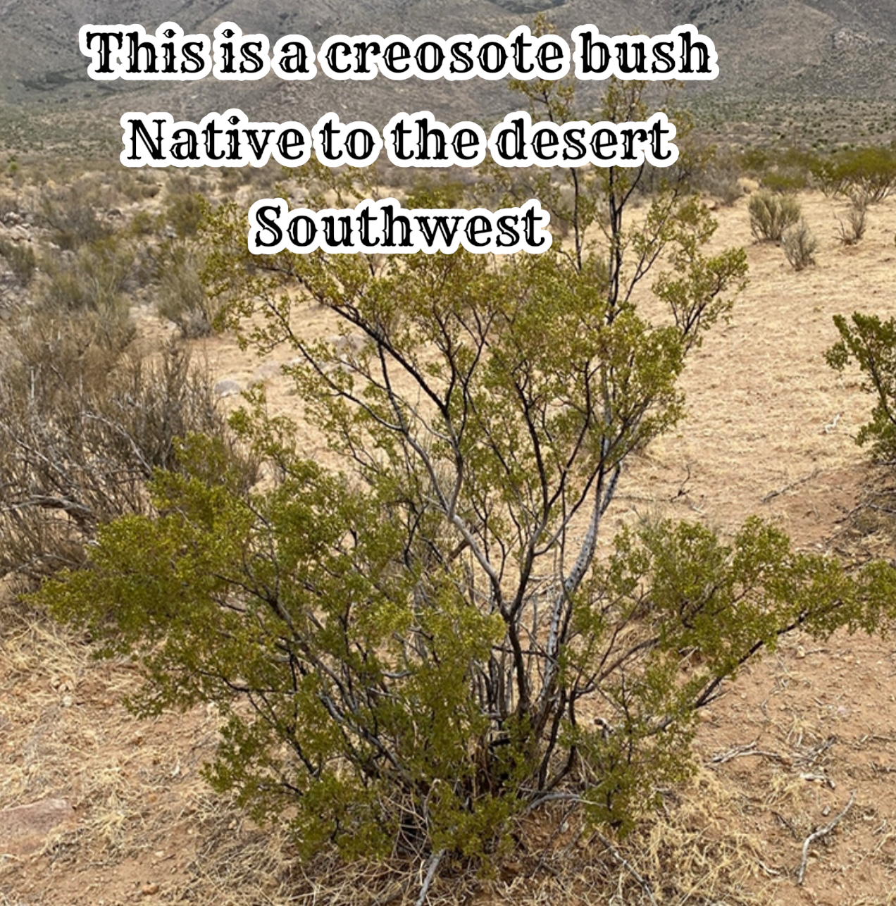 Arizona Desert Rain Creosote Bush Prickly Pear Balm Salve 2oz Tin