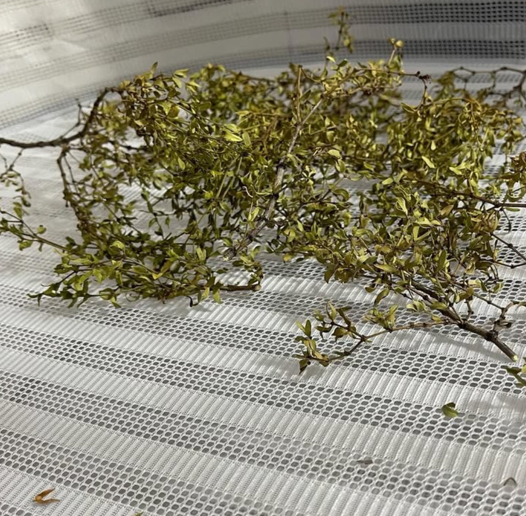 Arizona Desert Rain Creosote Bush Body Oil – 5g Trial Size