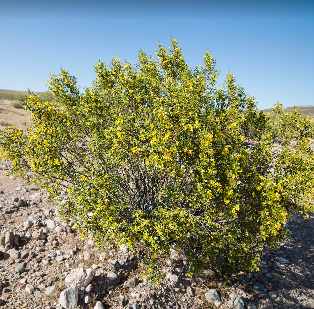Arizona Desert Rain Creosote Bush Prickly Pear Balm Salve 2oz Tin