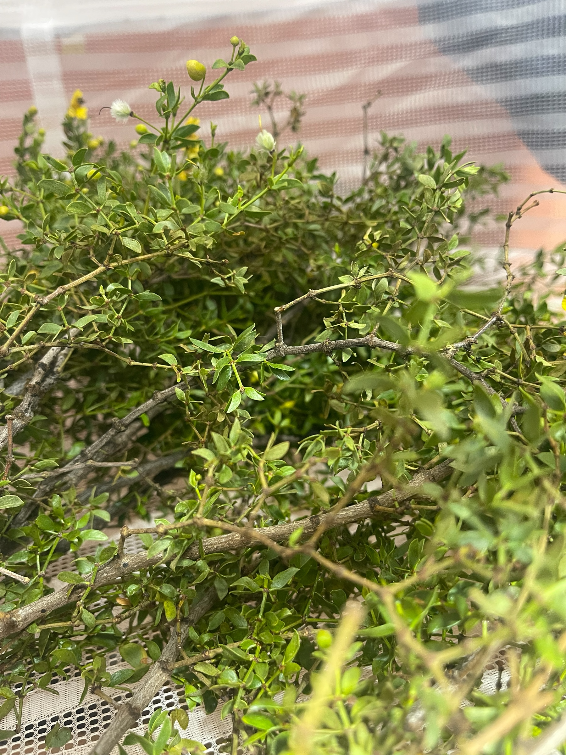 Arizona Desert Rain Creosote Bush Body Oil – 5g Trial Size